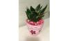 Cactus Plants|Ideal Gifts
